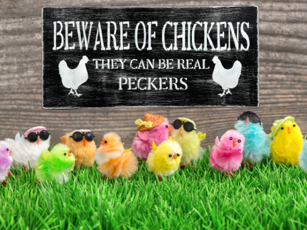 black and white distressed sign that reads "beware of chickens, they can be real peckers"